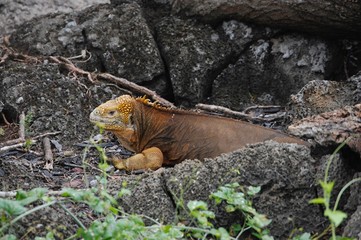 Galapagos Land Iguana