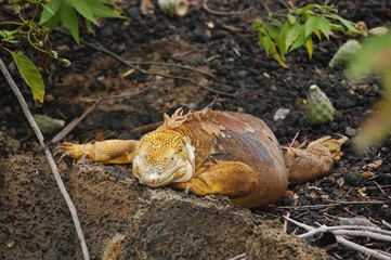 Galapagos Land Iguana