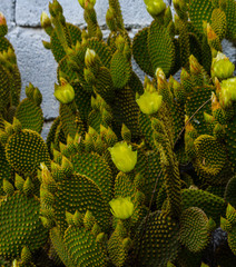 wild green cactuses in andalusia, plants typical for dry tropical climate
