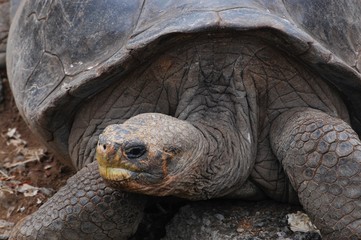 Galapagos fauna