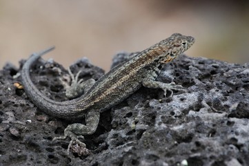 Galapagos lizard