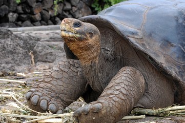 Galapagos fauna