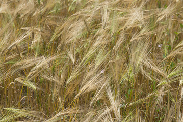 field of wheat ripe wheat
