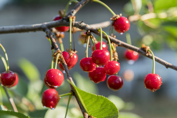 Cherry tree in the sunny garden. Working in a covered cherry orchard.