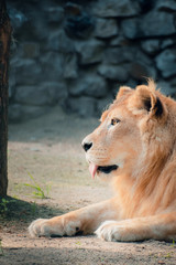 Portrait of a lioness