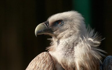 Himalayan griffon vulture (Gyps himalayensis). Huge Old World vulture with a pale brown ruff with white streaks, pale blue facial skin and yellowish robust bill.