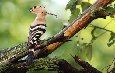 Eurasian Hoopoe or Common hoopoe (Upupa epops)