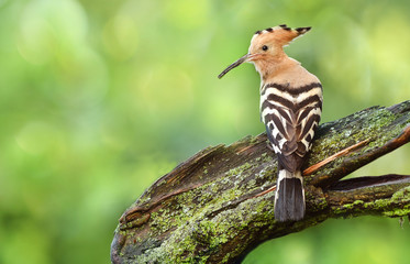 Eurasian Hoopoe or Common hoopoe (Upupa epops)