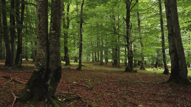 Beautiful beech fores in the park of Urbasa Navarra Spain