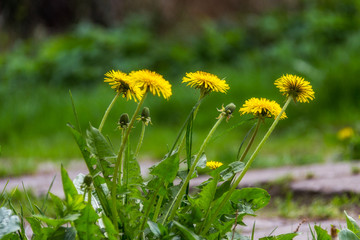 A clump of mellow dandelions growing between concrete slabs on a green background
