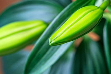 Lily flower bud