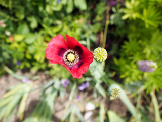 red poppy flower