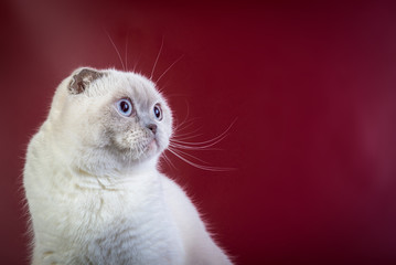 scottish fold shorthair color point cat on red marsala background, front view..