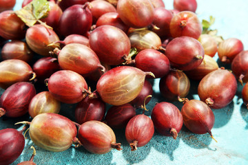 Fresh gooseberries on table. A crop of ripe gooseberry.