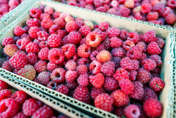 Red raspberries in cardboard boxes for sale. Closeup of ripe raspberries in a box.
