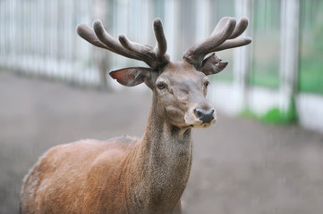 Closeup portrait of a deer in a farm