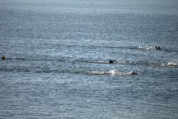 Obraz premium summer,swimming race,sea,sport,fun,water,