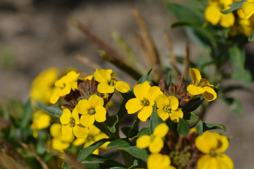 Alpine Wallflower