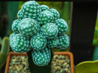 Cactus in metal bucket and blur background