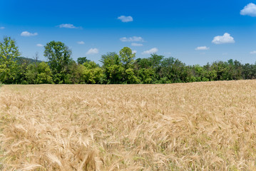 wheat field on the background