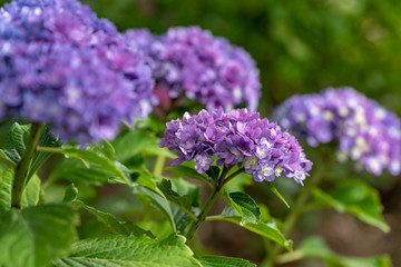 青紫色のアジサイの花