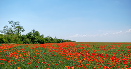 Fototapeta na wymiar Hello spring. Spectacular spring poppy field landscape in full bloom. Blue sky background.