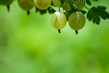 Gooseberry at the top of the photo. Green background. View in the garden