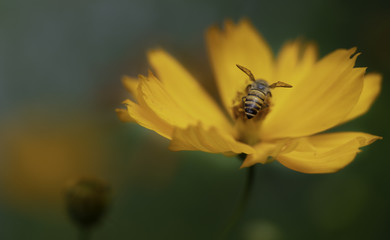Honey Bee Getting Pollen