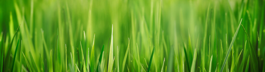 Fresh grass field close up with bokeh backround