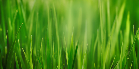 Fototapeta na wymiar Fresh grass field close up with bokeh backround