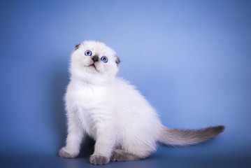 Fototapeta na wymiar Cute scottish fold shorthair silver color point kitten with blue eyes
