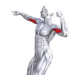 Concept conceptual 3D illustration chest fit strong human anatomy or anatomical and gym muscle isolated, white background for body health with tendons, abs, biological, fitness medical muscular system