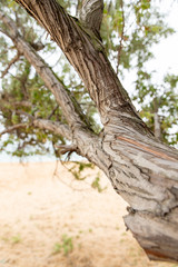 a branch of a big tree on the beach