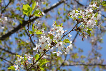Yoshino Cherry