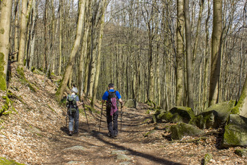 Fototapeta premium Spring Forest Hiking trail Rheinsteig in Siebengebirge Germany