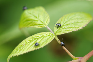 Fototapeta premium Insectes sur un framboisier