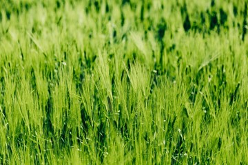 Beautiful green Barley growing in field, rural scenery. Finland