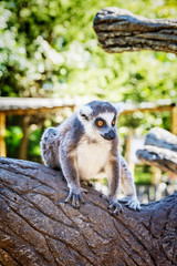 Ring-tailed Lemur 'Lemur Catta' in safari-park