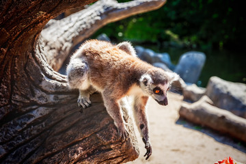 Ring-tailed Lemur 'Lemur Catta' in safari-park