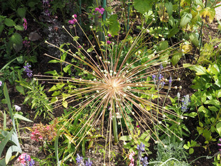 flower in the garden