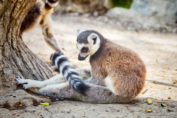 Fototapeta premium Ring-tailed Lemur 'Lemur Catta' in safari-park