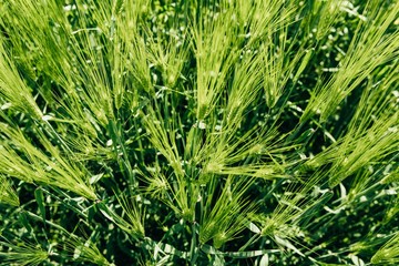 Beautiful green Barley growing in field, rural scenery. Finland