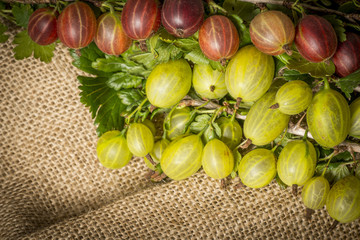fresh gooseberries close up in the detail