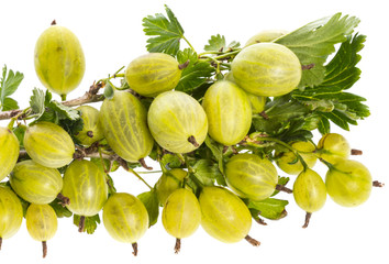 fresh gooseberries isolated on a white background