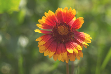 Blooming Gaillardia flowers, asters family. Flowering of chamomile Gerbera for nature background.
