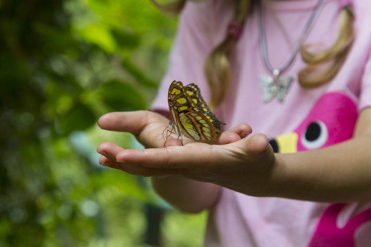 Hands of a Girl Holding a Yellow Butterfly