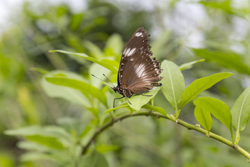 Obraz na płótnie Canvas Butterfly Resting on Plant Branch