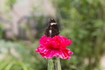 Butterly on a Fuchsia Colored Flower