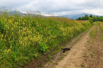 Obraz premium Manure of a horse on the road.