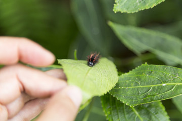 Caterpillar on a Green Plant Leaf 3